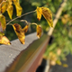 Illustration for article titled Shooting Challenge: Fall Leaves Gallery